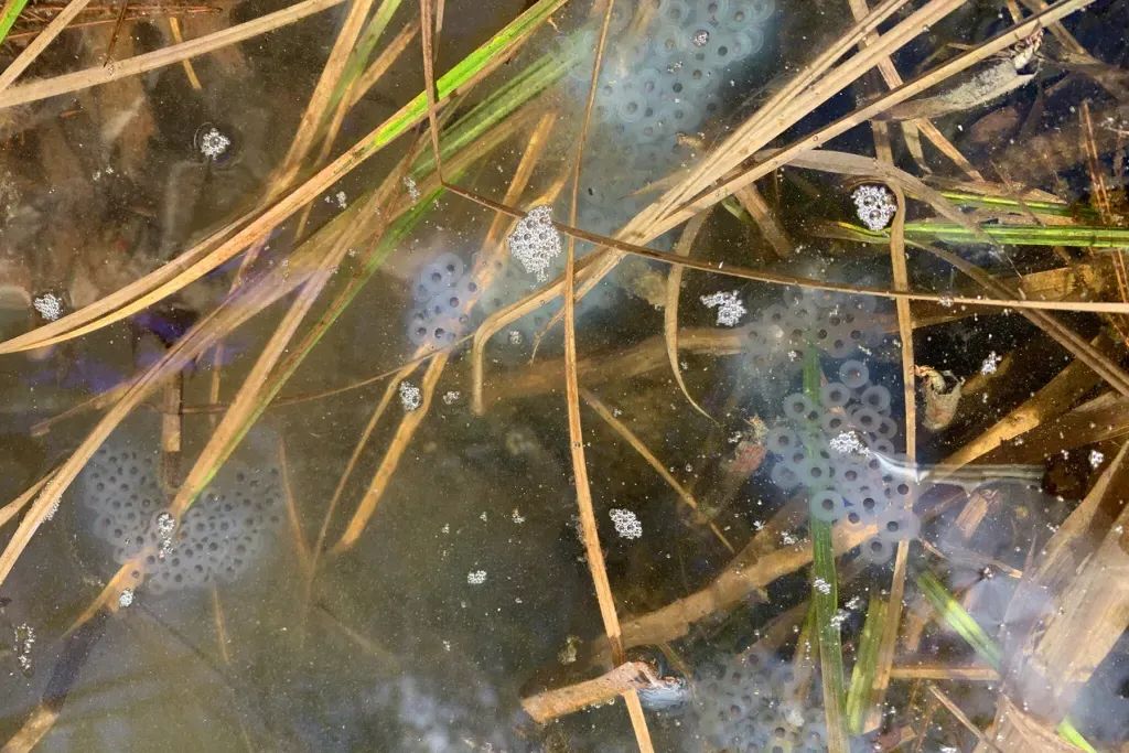 salamander egg mass