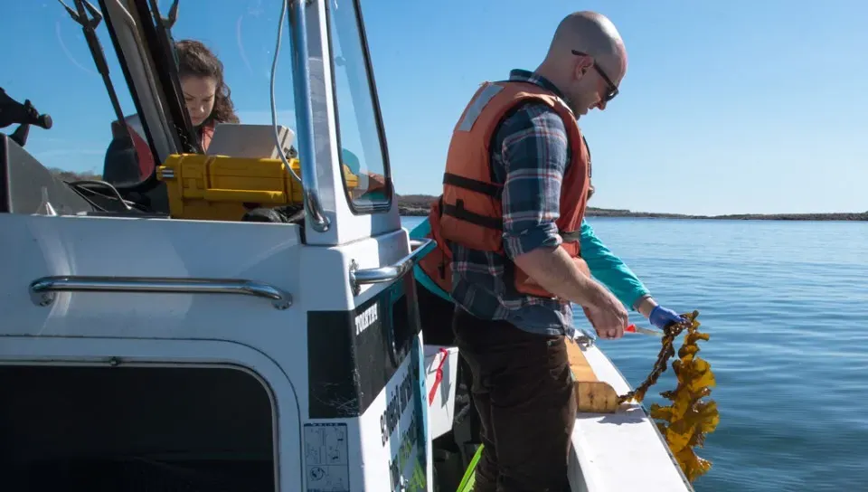 A student on a boat brings kelp up from the water